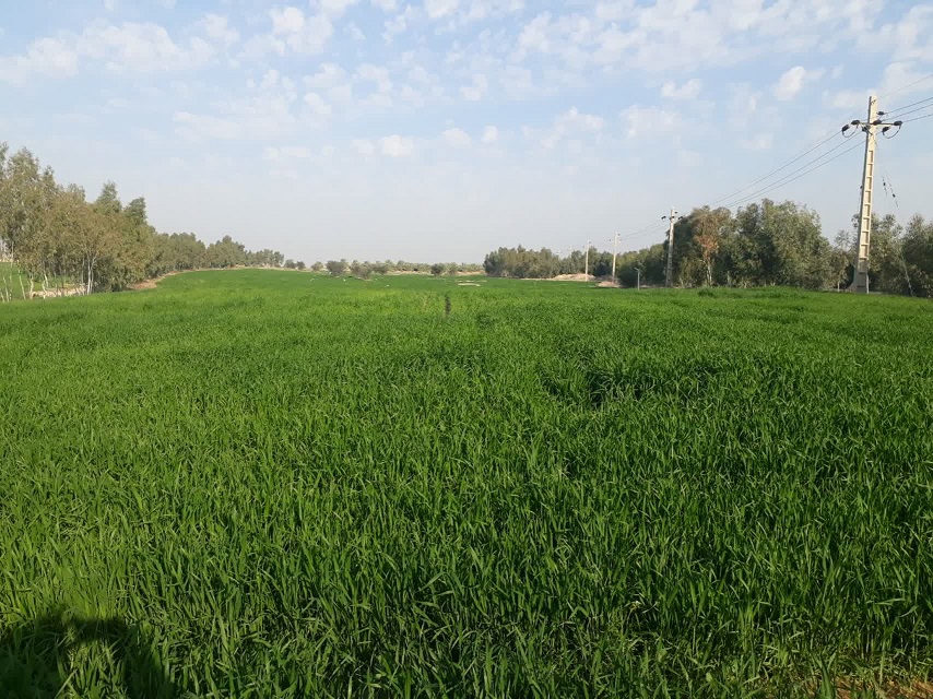 کشت نهال زردآلو و پکان 1403.9.2