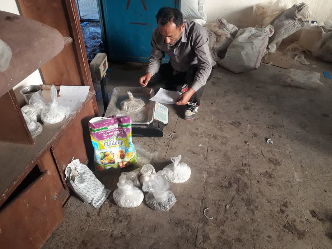 اندازه گیری کود مطابق دستور صالحی کشت نهال زدآلو و گردو