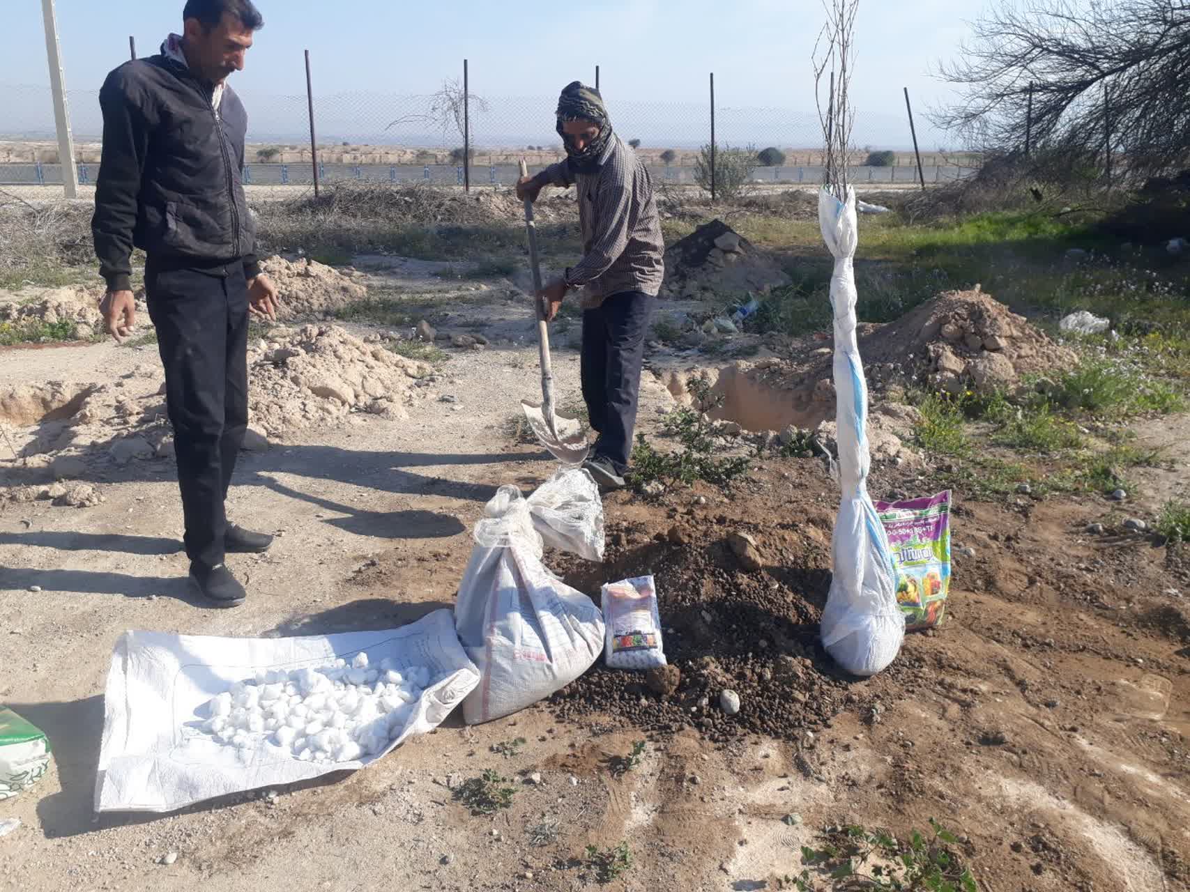 کشت ارقام انار آزمایشی قچاق و واندرفول 
