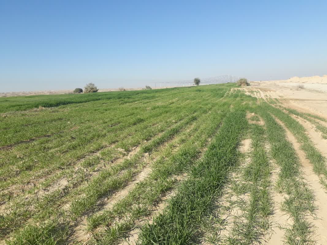 مزرعه گندم جنب داربستی1403.9.22