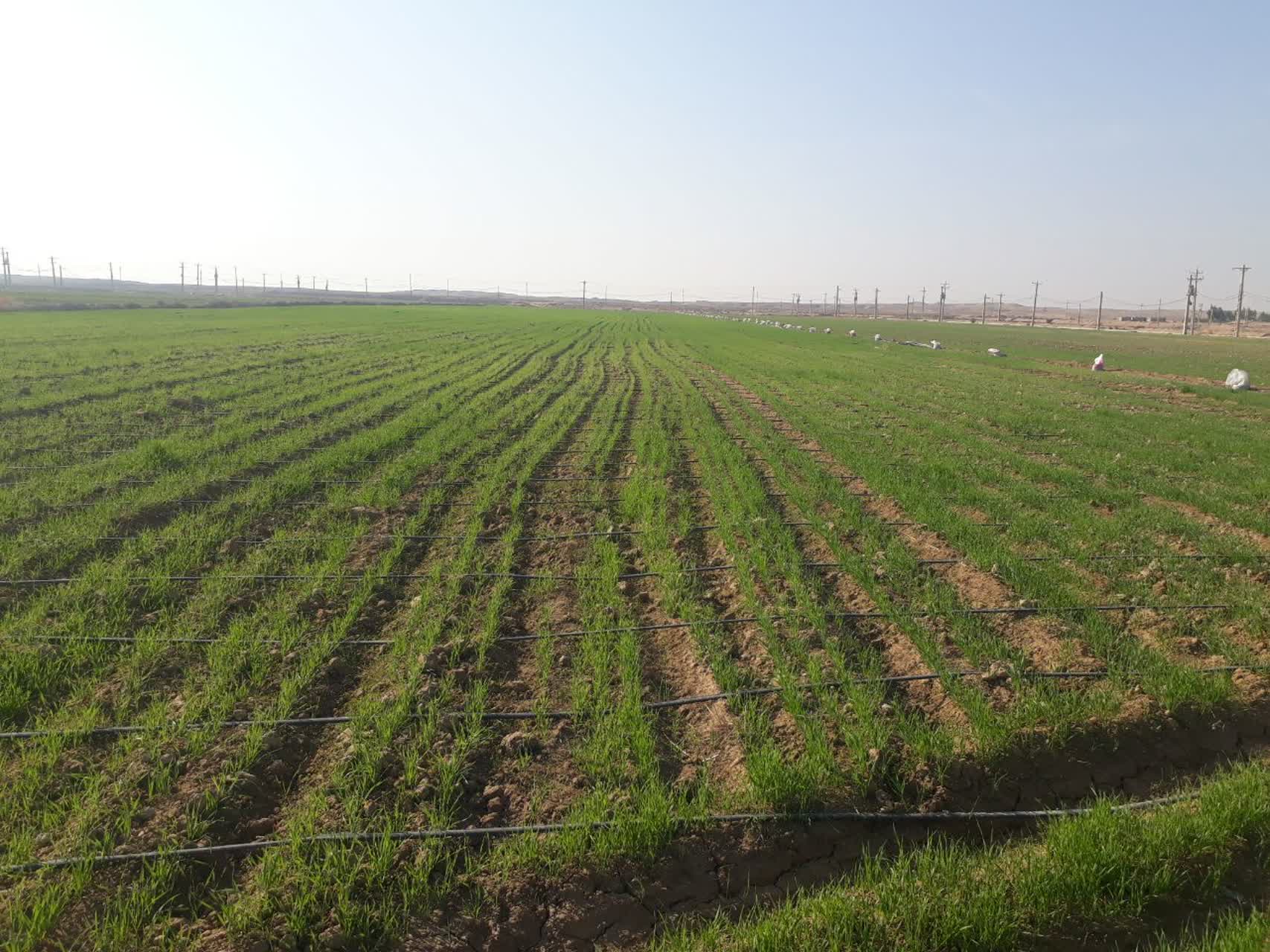 گندم طرح الگویی تغذیه 